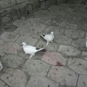 Quşlar