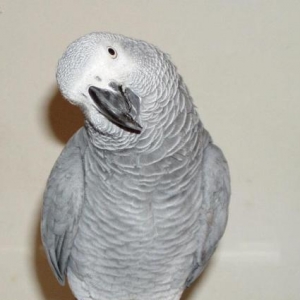 Tutuguşu "Jako"