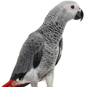 Tutuguşu "Jako"