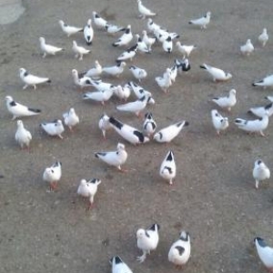 Boyungulluler