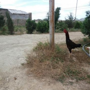 Turk cinsi