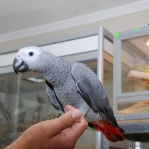 Tutuguşu "Jako"