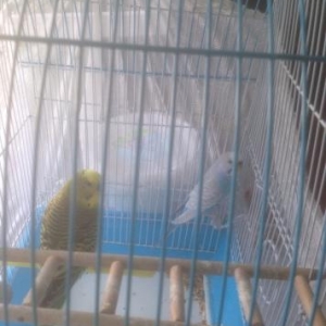 quslar satilir