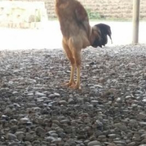 Herati xoruz