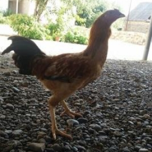 Herati xoruz