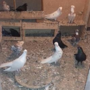 Quşlar