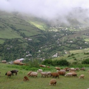 Qurbanliq Quzulari