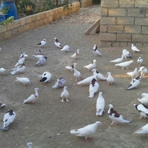 quşlar