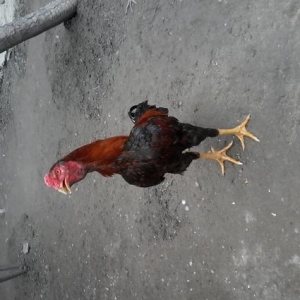 Heyrati cucler