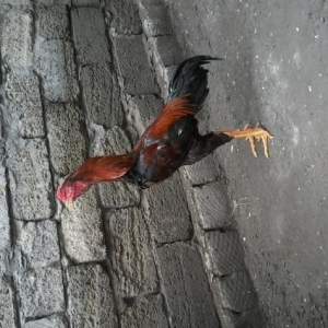 Heyrati cucler