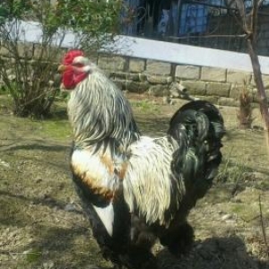 brama xoruz