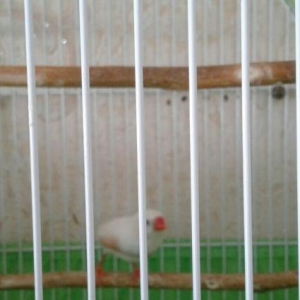 Amadinler Satilir.