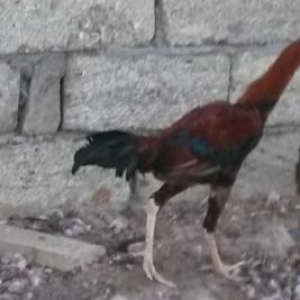 ucuz qiymətə heyrati satilir
