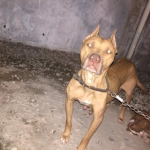 Pitbull balaları satılır