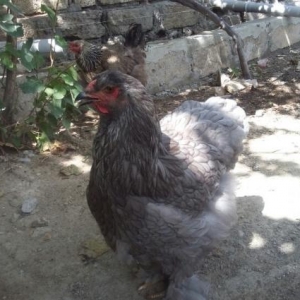 brama