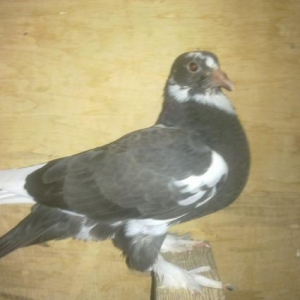 Saglam quslardi