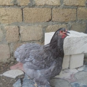 brama