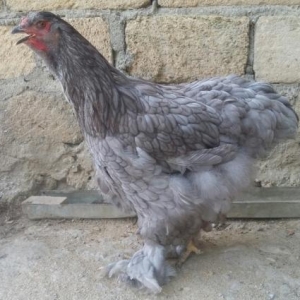 brama