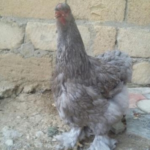 brama