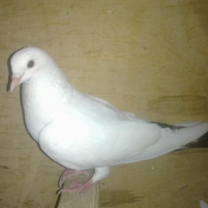 Saglam quslardi