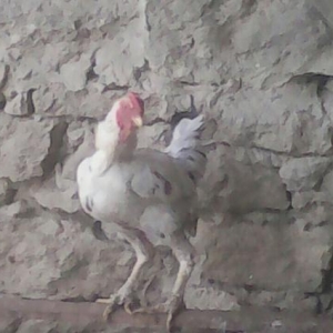 Quşlar