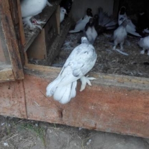 ebres quş