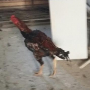 Heyrati xoruz