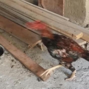 Heyrati xoruz
