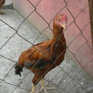 Temiz qan brama ve heyrati beceleri