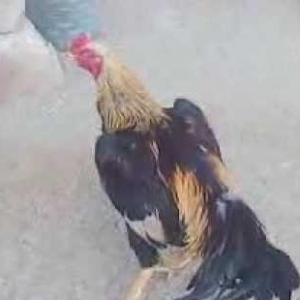Heyrati xoruzlar