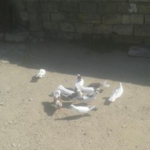 11qus hamsi 16.