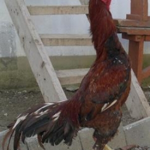 Heyrati xoruzlar