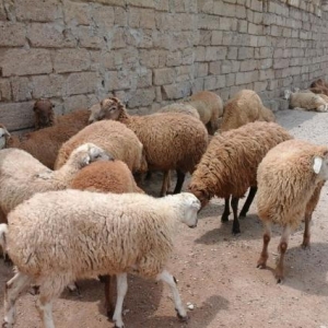 Qurbanliq Berde Beyleqan Quzulari