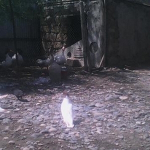 temiz quwlardi