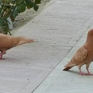 Super quslar