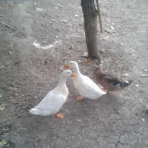 1erkek2diwi sesli ordek 15azne
