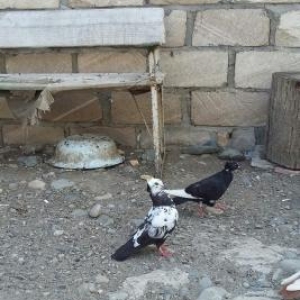 Quşlar