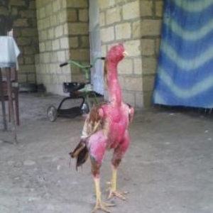 Parviz