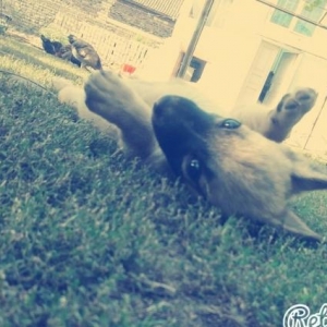Brama