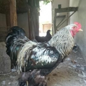 Brama