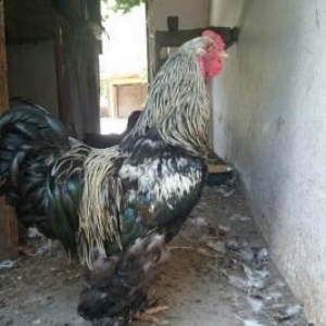 Brama