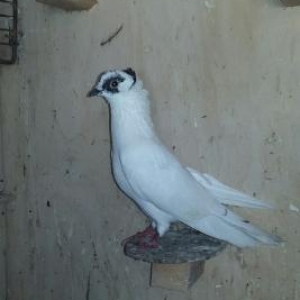 Quş