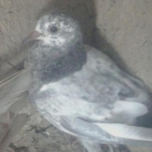 quş satılır
