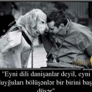 ordek satilir