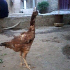 Heyrati fere