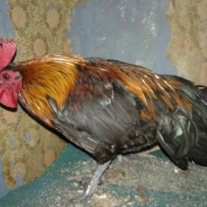 Yaponka xoruz toyug