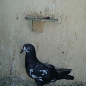 satıram