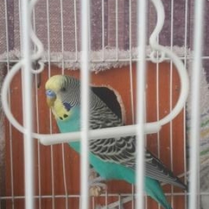 papuqaylar