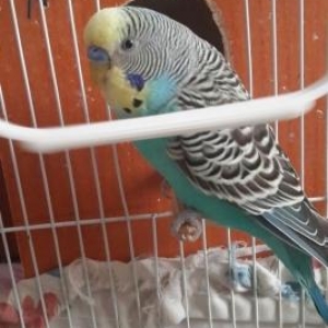 papuqaylar