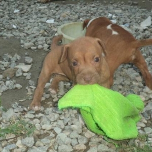 pitbul balaları satılır və ya xaski iləbartel